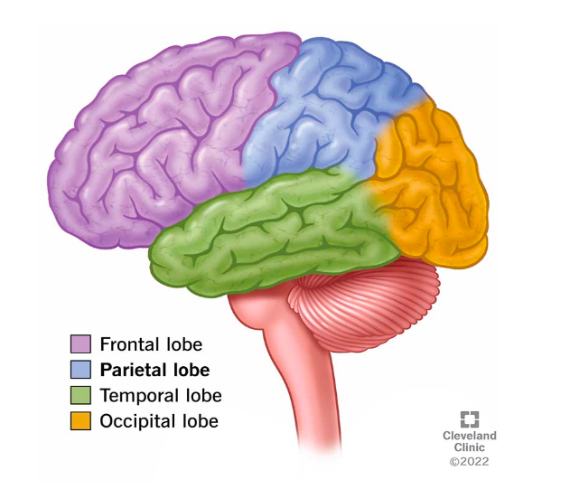 diagram of brain